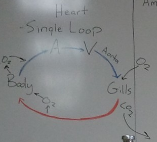 Vertebrate And Digestive System Quest